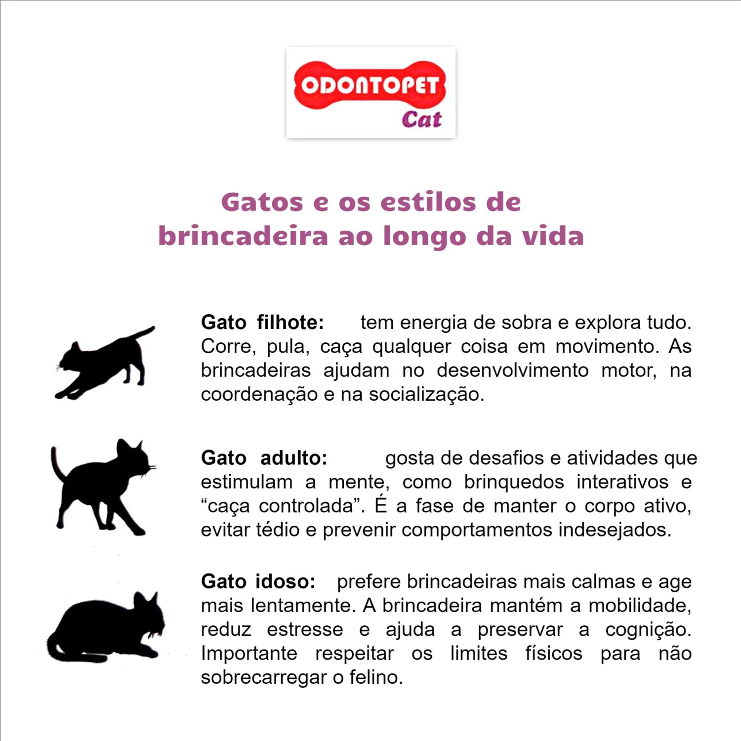 Odontopet Cat informativo